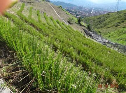 vetiver grass for slope protection.